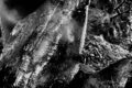 Taake – En Skog av Nidstang